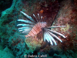 LION FISH MARMARIS TURKEY by Debra Cahill 
